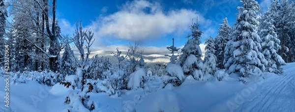 Fototapeta snow covered trees