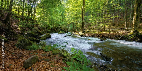 Fototapeta mountain stream runs through forest. spring nature scenery on a sunny day. rapid water flows among the rocks. beech trees on the shore in lush green foliage