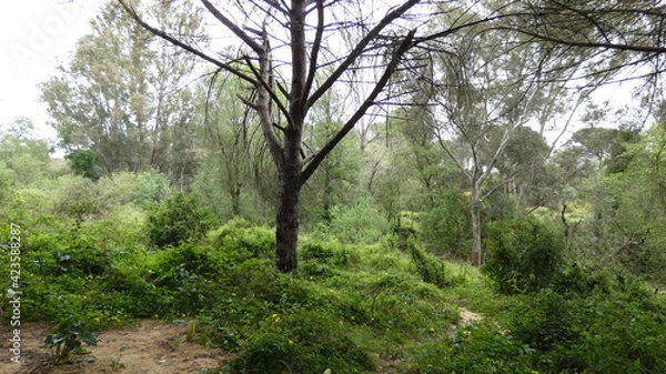 Fototapeta trees in the forest