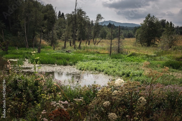 Obraz Meadows and marshes in the Bieszczady National Park, Poland