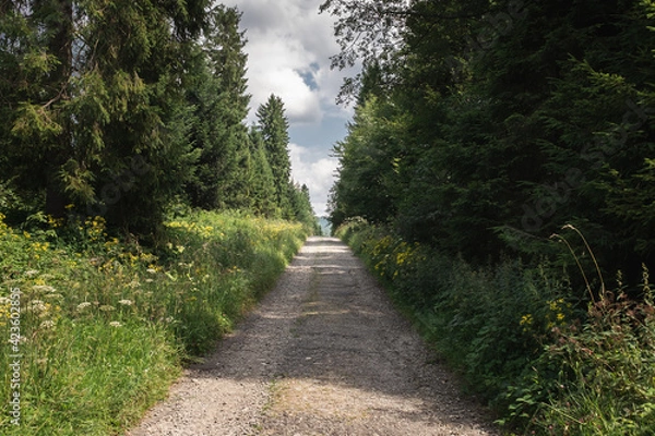 Obraz An empty, dirt road between trees, Bieszczady National Park, Poland