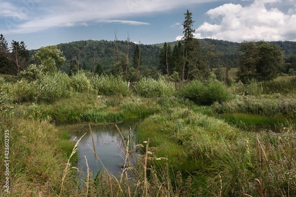 Fototapeta Lush, swampy meadows in the mountainous landscape of the Bieszczady National Park, Poland