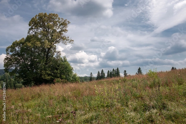 Fototapeta Meadow and trees in the hills on a warm summer day, Bieszczady Mountains, Poland