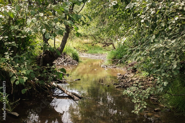 Fototapeta A small stream with a rocky bottom flowing among the trees