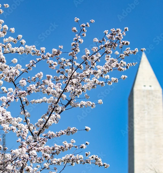 Fototapeta DC Cherry Blossoms