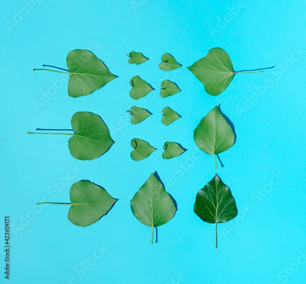 Fototapeta Natural green leaves pattern on bright blue background. Minimal spring or summer concept. Flat lay.
