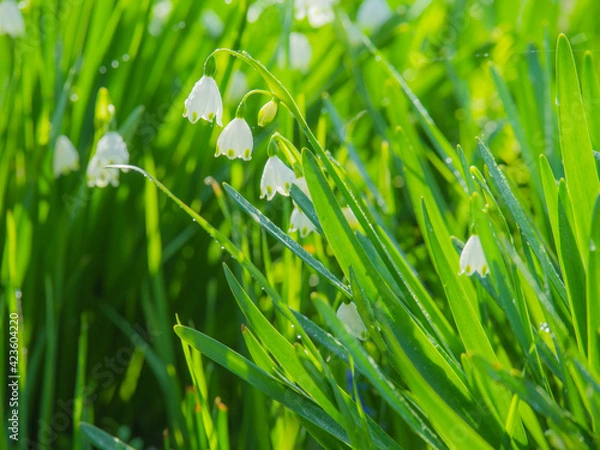 Obraz 春の訪れ_06