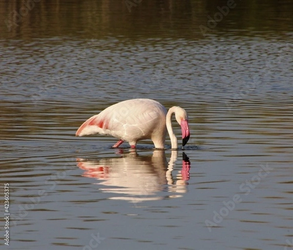 Obraz flamingo
