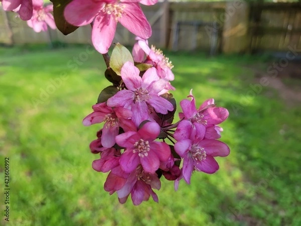 Obraz Crabapple Blossom 4 - 2021