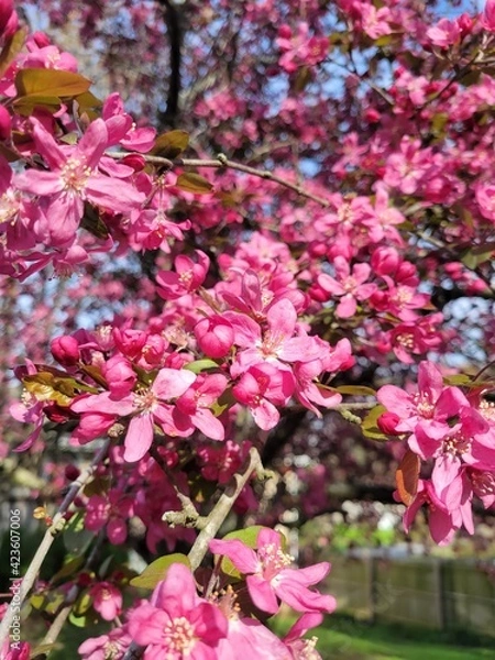 Obraz Crabapple Blossom 2 - 2021