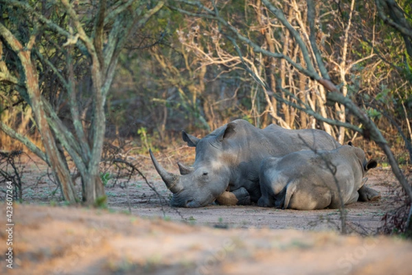 Obraz A White Rhino cow and her calf seen on a safari in South Africa