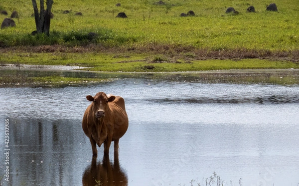 Obraz red cow inside wetland looking at camera