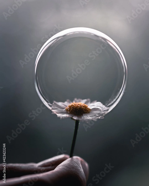 Obraz daisy with a bubble creative photography