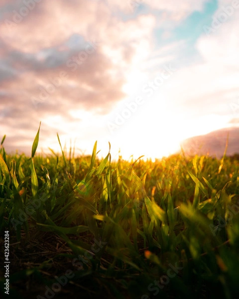 Obraz sunset over field