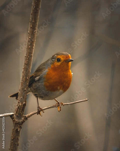 Obraz robin on a branch
