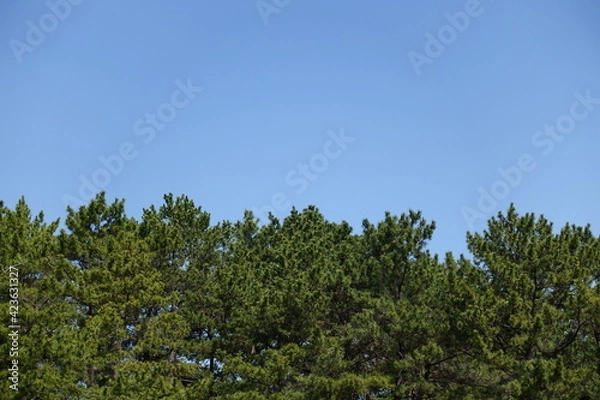 Fototapeta pine tree branches