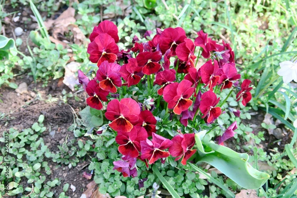 Fototapeta 赤いパンジー