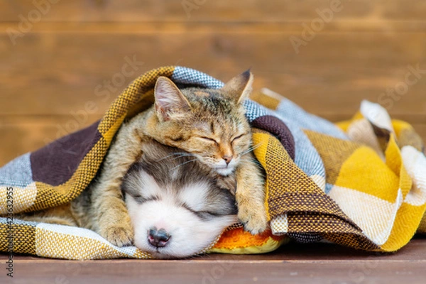 Fototapeta A kitten and a puppy lie under a plaid blanket outside in a pile of dry maple leaves and hug. Cozy autumn