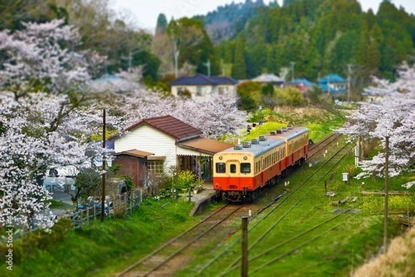 Obraz 桜咲く春の小湊鉄道　俯瞰の月崎駅