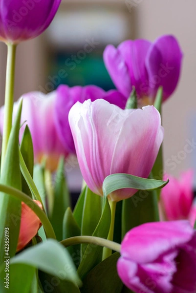 Fototapeta Lilac blooming tulip close-up, a fragment of a bouquet of spring flowers on a blurred background. 