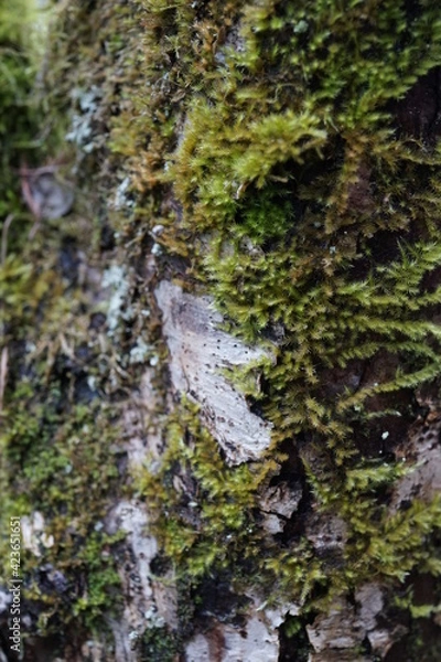 Fototapeta コケ　苔　接写　クローズアップ　テクスチャ 　抽象　表面　壁紙　庭　ガーデニング 