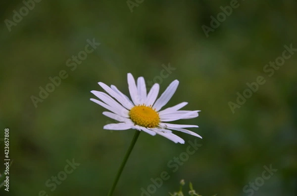 Obraz daisy flower