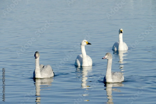 Fototapeta A family of Bewick Swans from the Russian Arctic over wintering at the Wildfowl and Wetlands Trust Reserve at Slimbridge on the banks of the Severn.