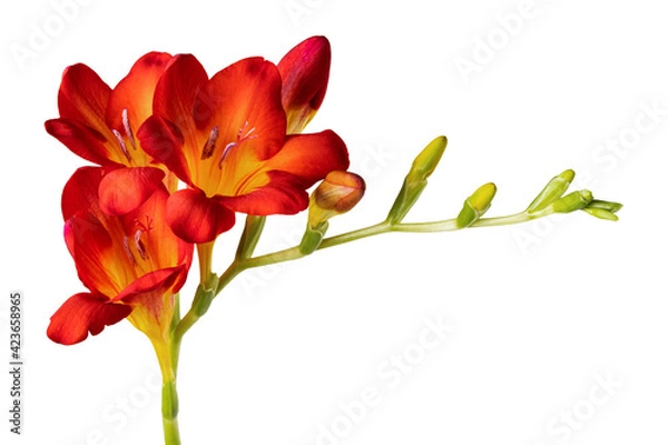 Obraz Isolated red freesia flower on white background