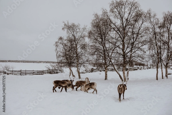 Fototapeta Reindeer in the Saami village in Swedish Lapland