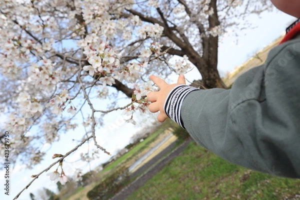 Obraz 桜と赤ちゃん
