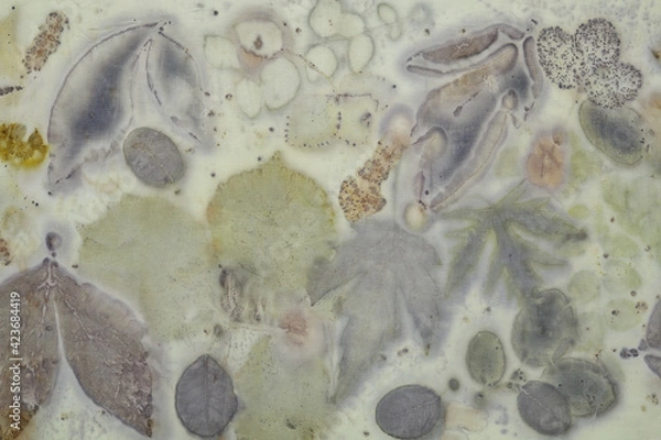 Fototapeta Fragment of hand-dyed fabric using eco-print technique