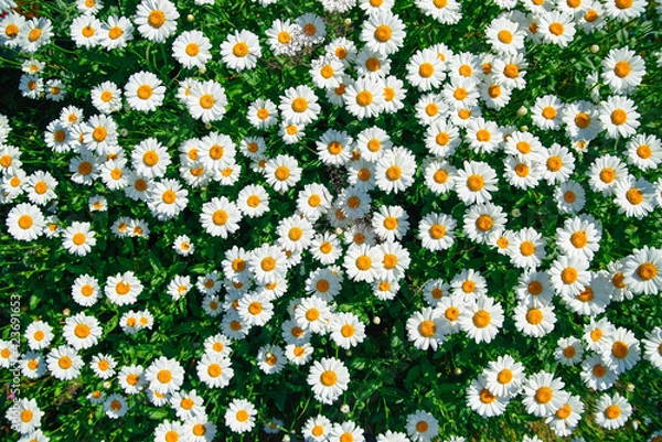 Fototapeta lot of daisies. summer flowers on the field. view from above. overhead