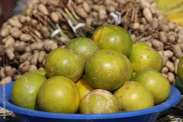 Obraz les oranges tangelos