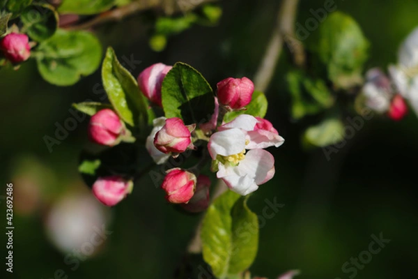 Fototapeta Blooming branch of apple tree in spring in the garden.
