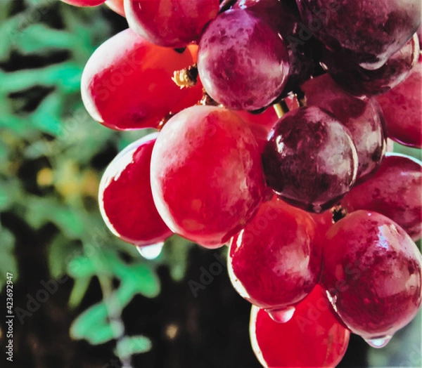 Obraz bunch of red grapes