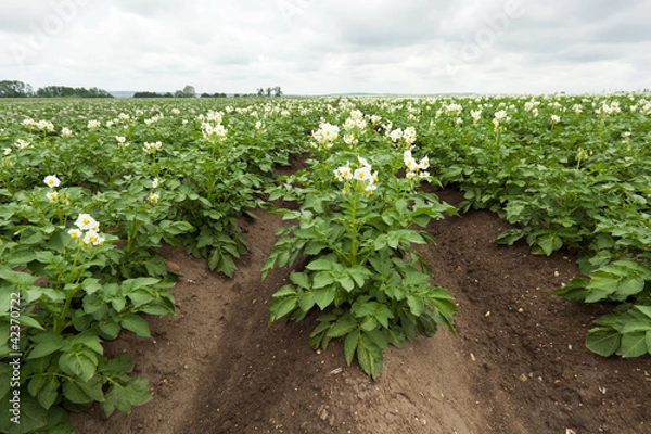 Obraz Landwirtschaft Kartoffel