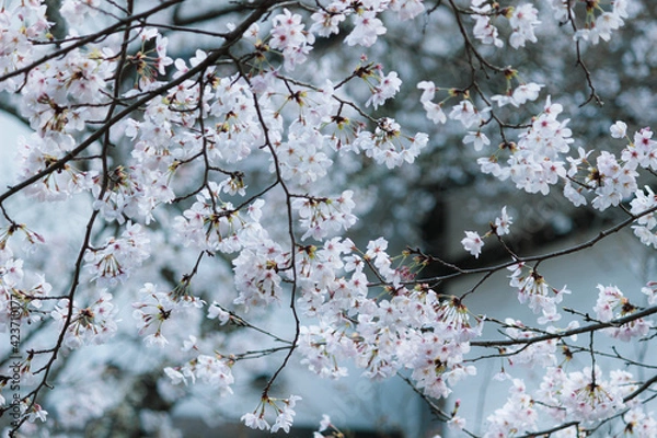 Fototapeta 咲き乱れるサクラ
