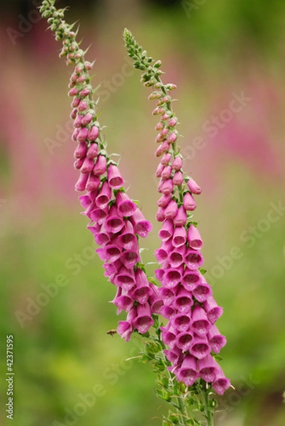 Obraz Fingerhut, digitalis