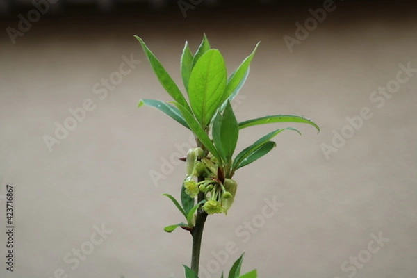 Fototapeta クロモジ