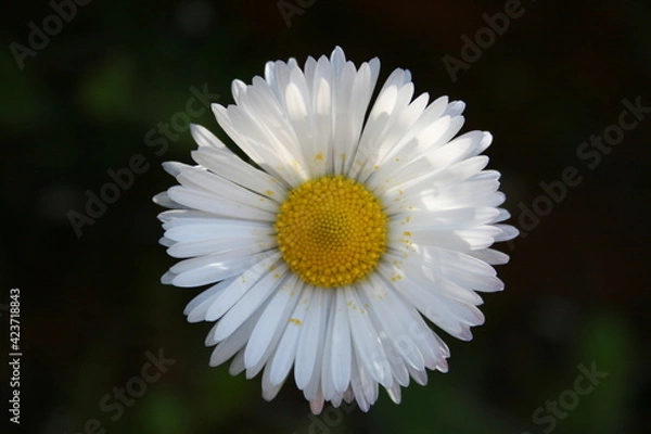 Obraz Bella per sempre 