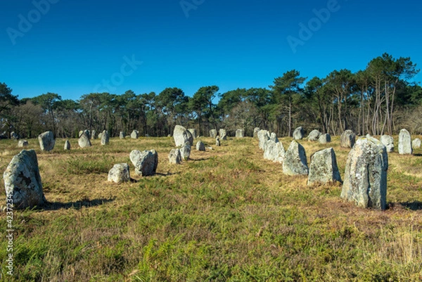 Fototapeta Part of the largest menhir alignment in the world near Carnac
