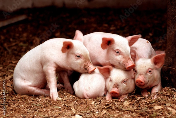 Obraz Małe prosięta