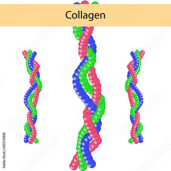Obraz Collagen is an important component of human skin for study. used in cosmetology. medical elements