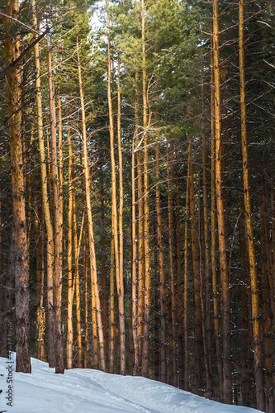 Obraz forest in winter