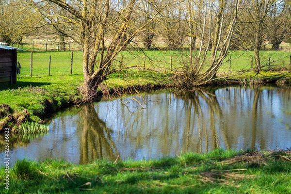 Fototapeta lake in the forest