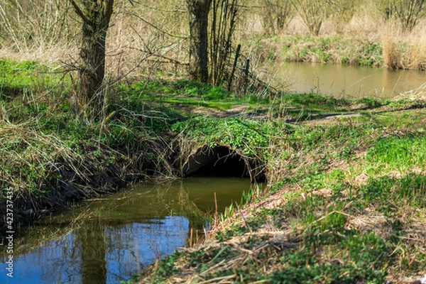 Obraz river in the forest