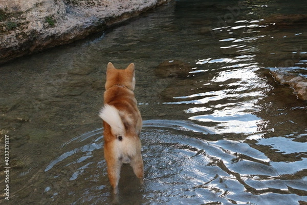 Obraz dog in the water