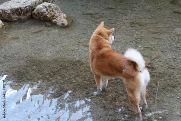 Obraz dog in the water