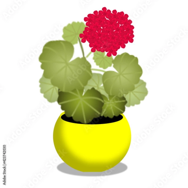 Obraz flower in a pot, geranium