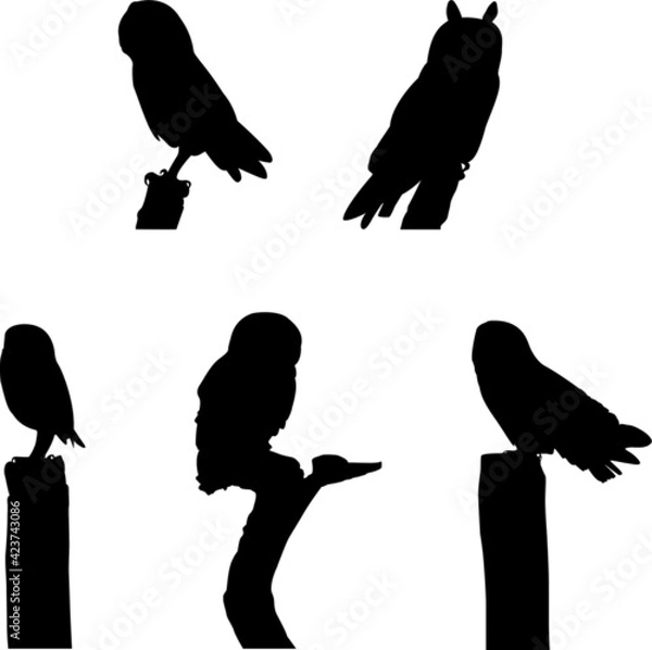 Obraz UK Owls Perched